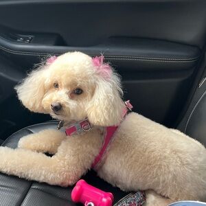 Meet your Posher, Kerry